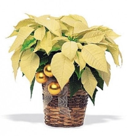 ���������� ���������� �49. ����������. 