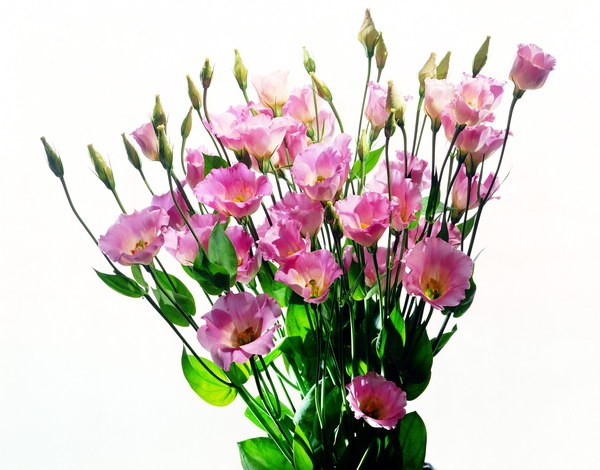 . .   FLOWERS-MOSCOW.RU