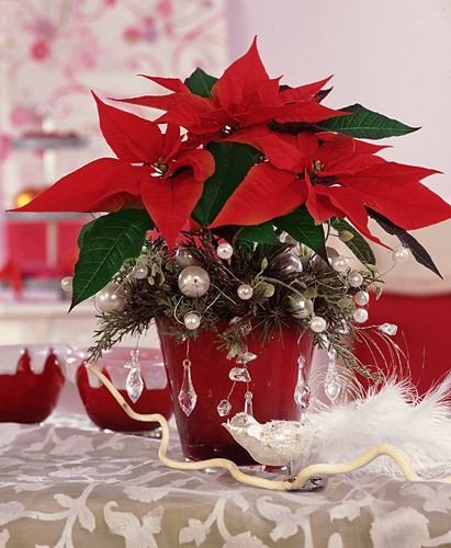 ���������� ���������� �55. ����������. �������� ������ FLOWERS-MOSCOW.RU