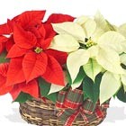 ���������� ���������� �63. ����������. �������� ������ FLOWERS-MOSCOW.RU