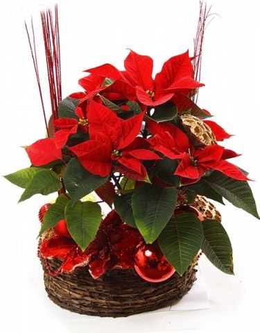 ���������� ���������� �41. ����������. �������� ������ FLOWERS-MOSCOW.RU